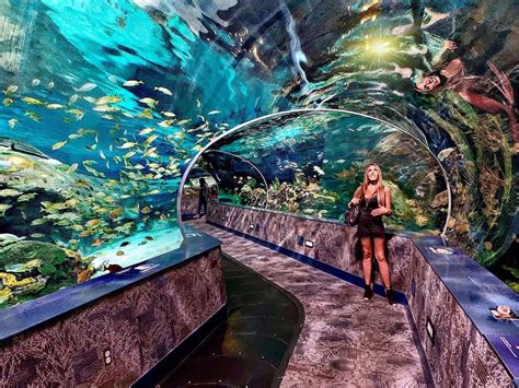 ripley's aquarium gatlinburg tn deals